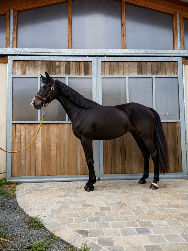 Vente de cheval : Sizzzy